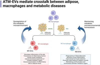 Tools for regulating metabolic diseases: extracellular vesicles from adipose macrophages